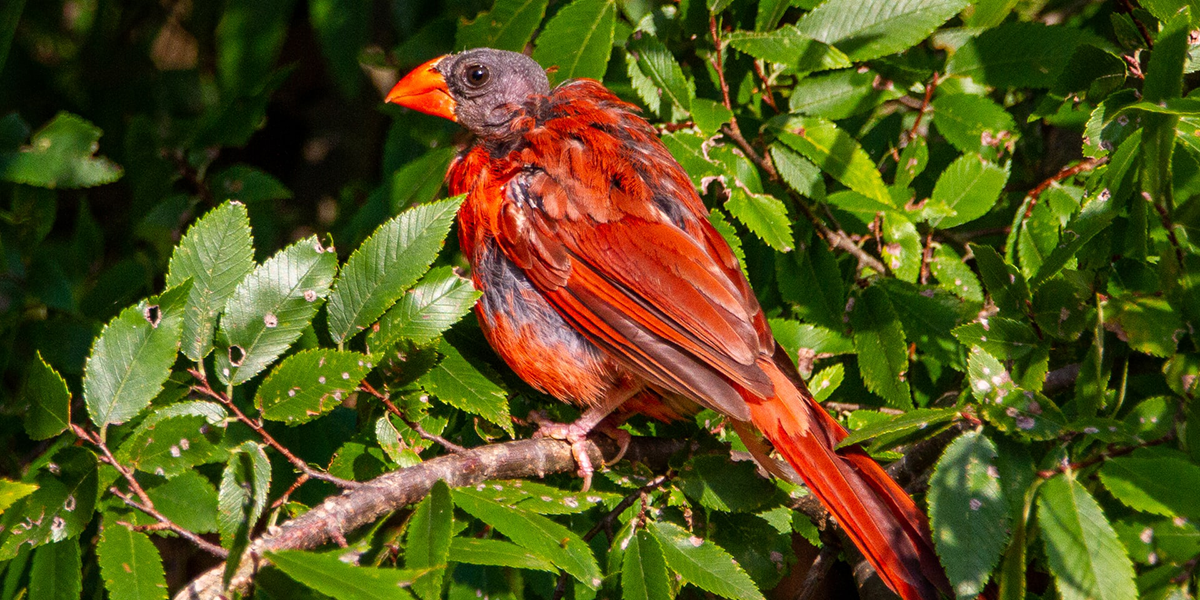 Cardinal ruffled feathers